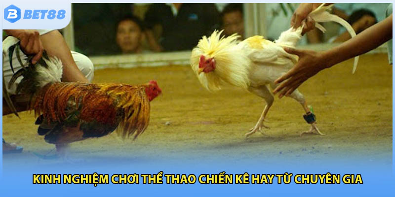 Kinh nghiệm chơi thể thao chiến kê hay từ chuyên gia