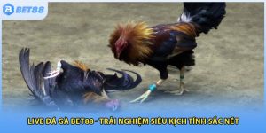 Live Đá Gà Bet88 - Trải Nghiệm Siêu Kịch Tính Sắc Nét