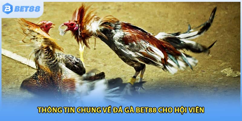 Thông tin chung về đá gà Bet88 cho hội viên